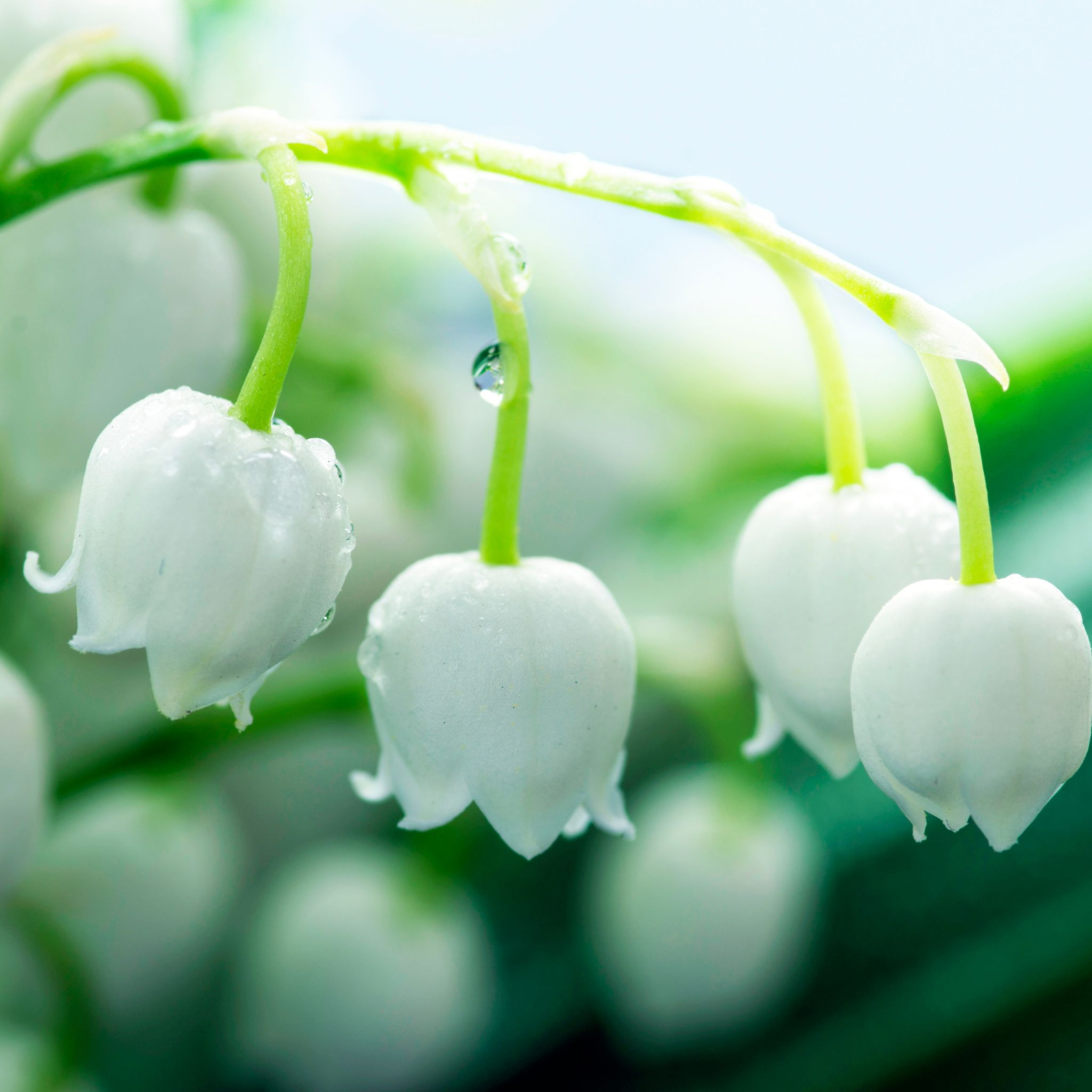 Maiglöckchen Welt | Lily of The Valley English Soap Company