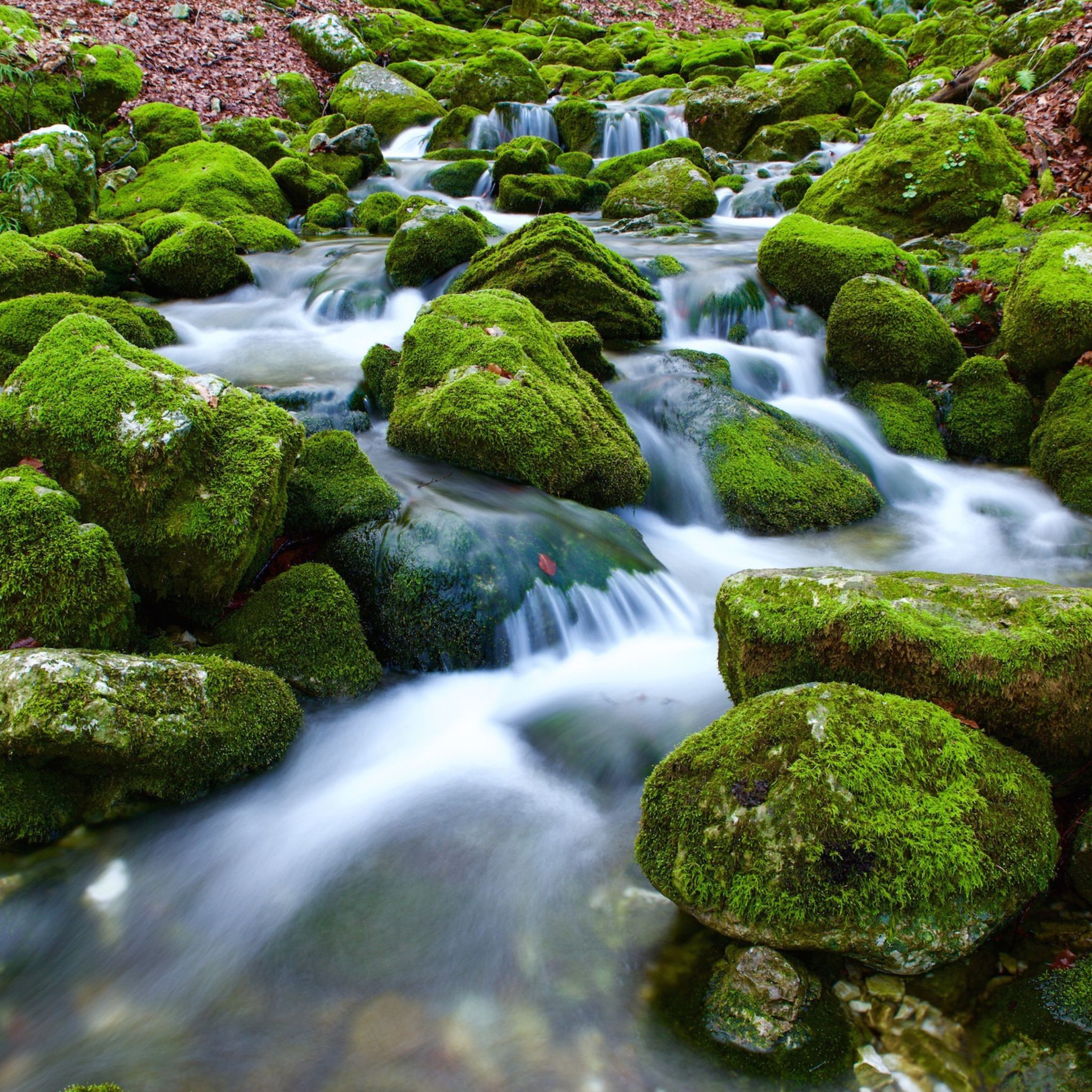 Moosmed Naturseifen Manufaktur
