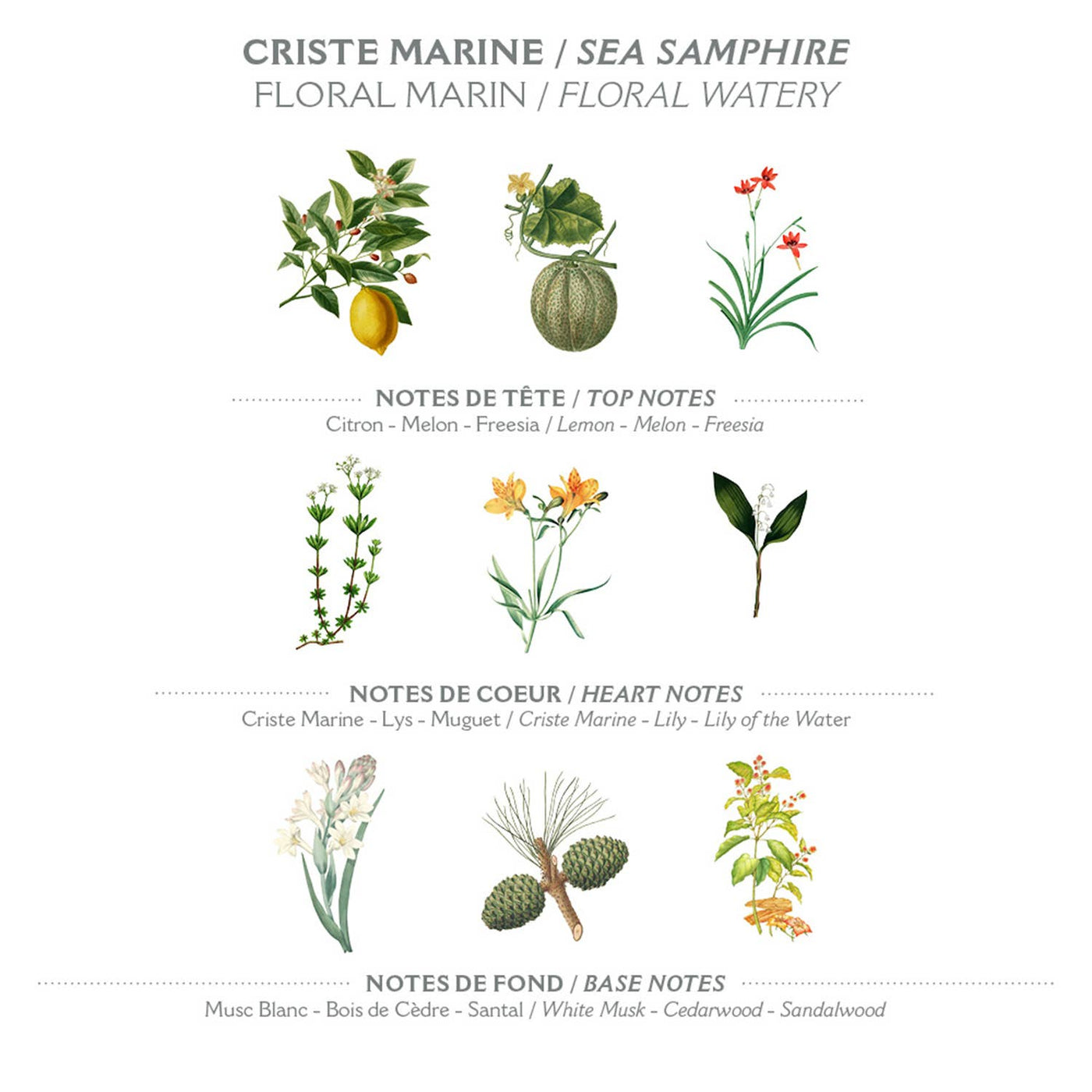 Eau de Toilette 50 ml | Meerfenchel in Dianas Klosterlaedchen