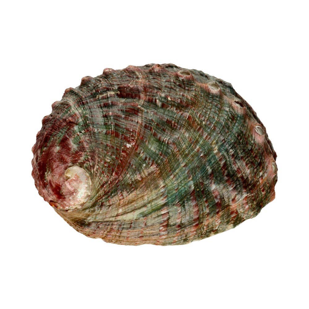 Abalone-Schale mit Gewinde 9 cm - Dianas Klosterlädchen