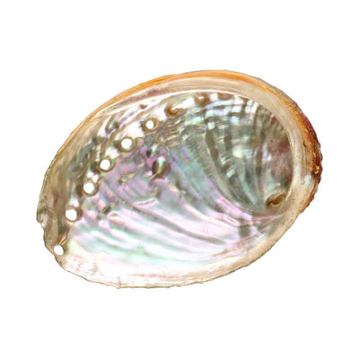 Abalone-Schale mit Gewinde 9 cm - Dianas Klosterlädchen