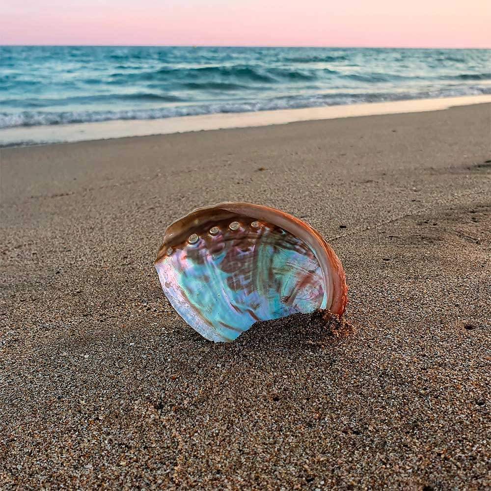 Abalone-Schale mit Gewinde 9 cm - Dianas Klosterlädchen