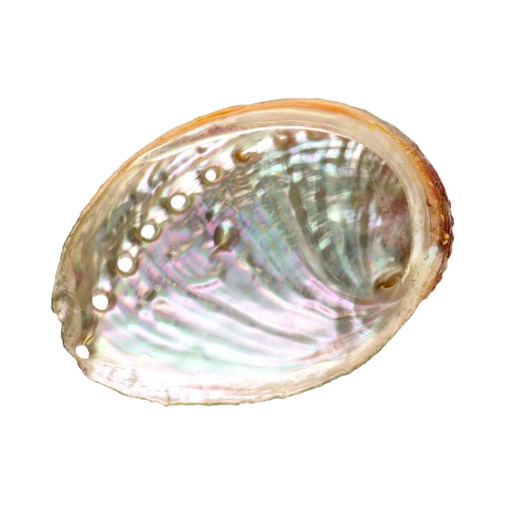 Abalone-Schale mit Gewinde 9 cm