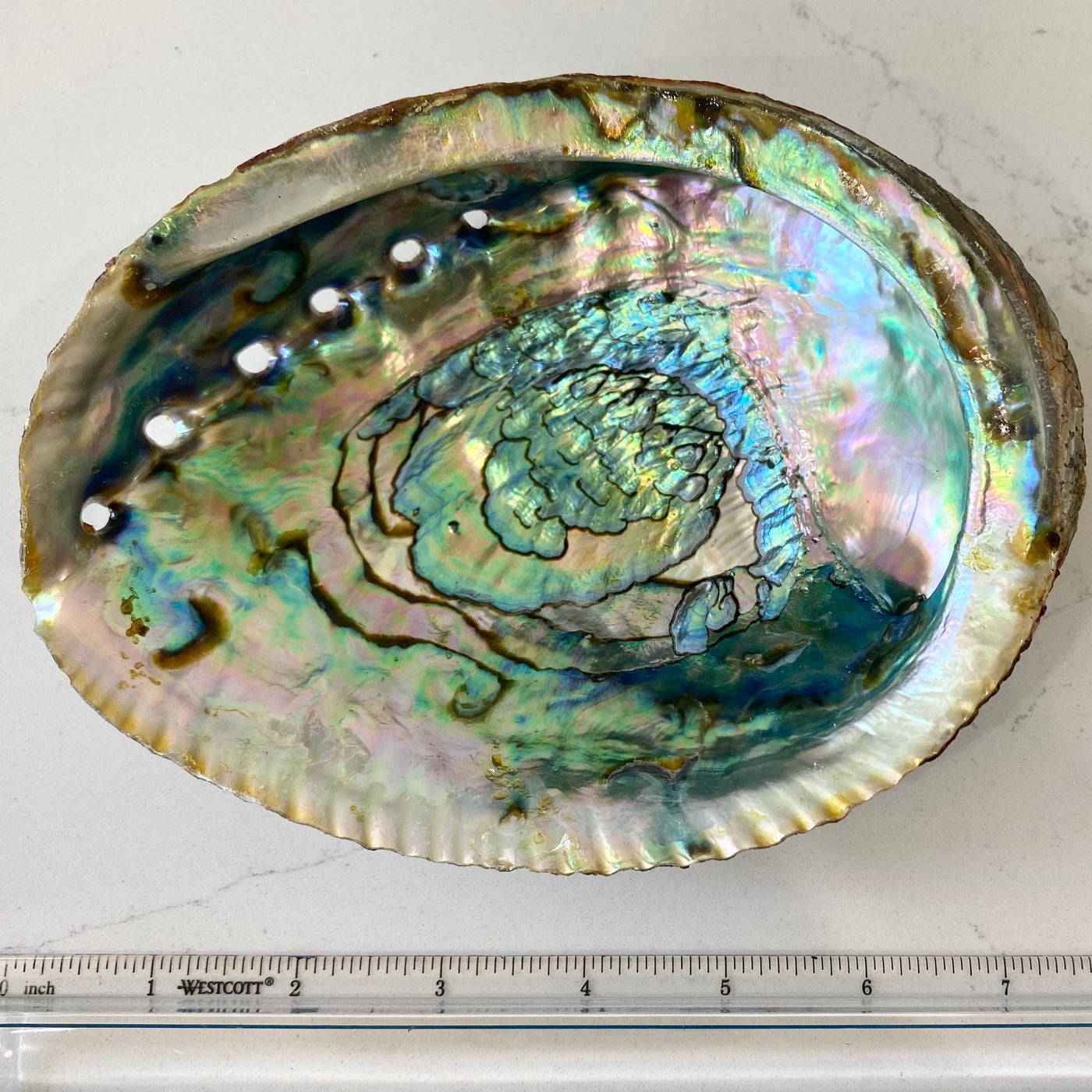 Abalone Shell Smudge Bowl groß 18 cm | echte Muschel - Dianas Klosterlädchen