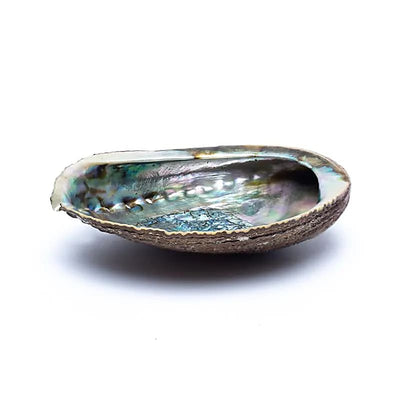 Grüne Abalone Smudge Muschel Haliotis Fulgens M 12-16 cm - Dianas Klosterlädchen