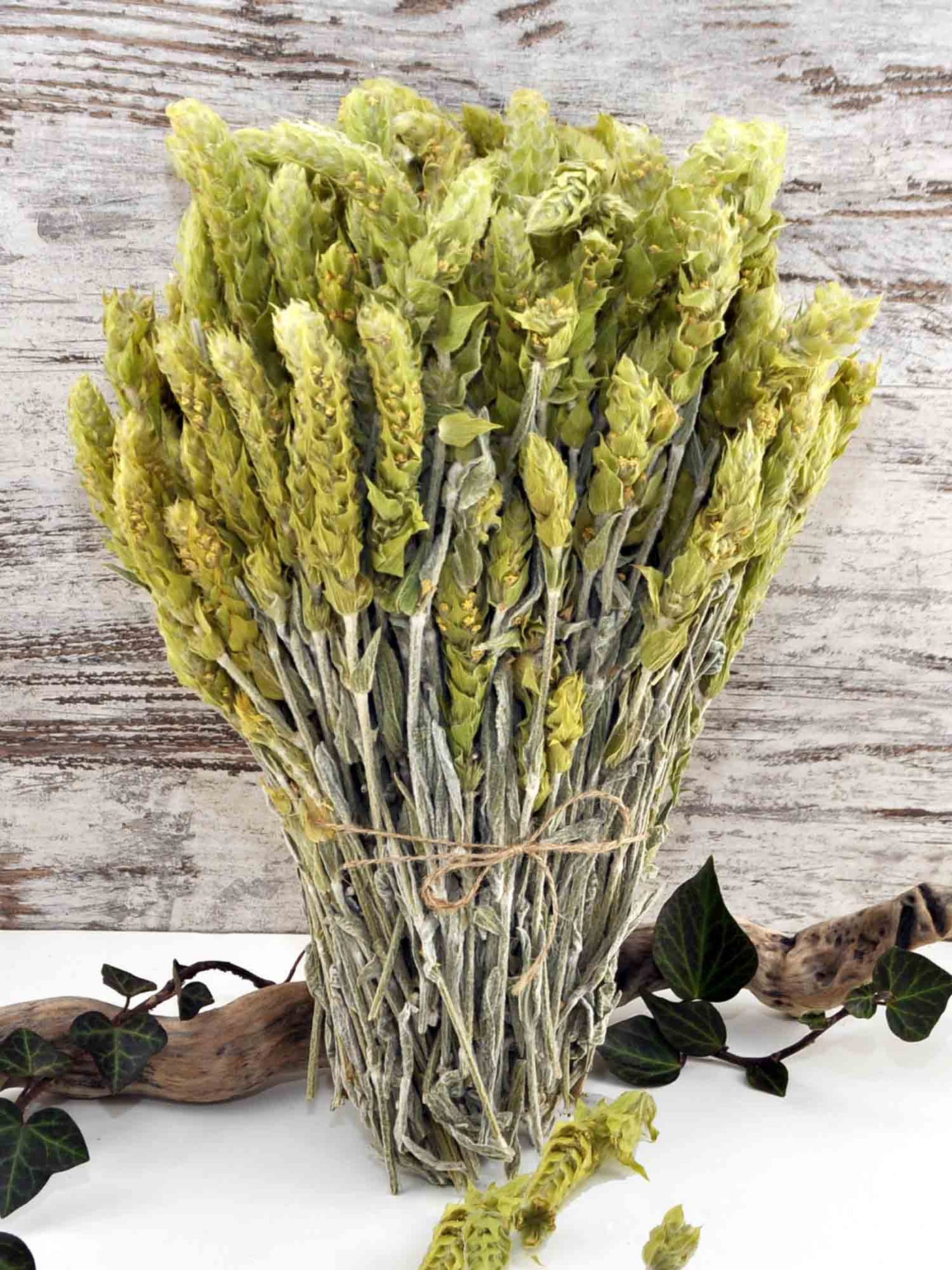 Griechischer Bio Bergtee - sideritis scardica - 100g in www.klosterlaedchen.com