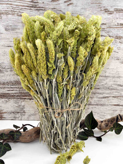 Griechischer Bio Bergtee - sideritis scardica - 100g in www.klosterlaedchen.com