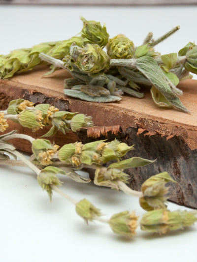 Griechischer Bio Bergtee - sideritis scardica - 100g in www.klosterlaedchen.com