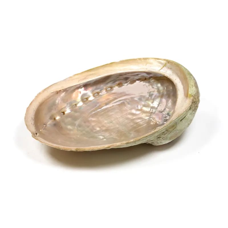 Abalone Muschel Größe XS 7-10 cm Räucherschale - Dianas Klosterlädchen