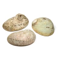 Abalone Muschel Haliotis diversicolor | L 15,5-18 cm - Dianas Klosterlädchen