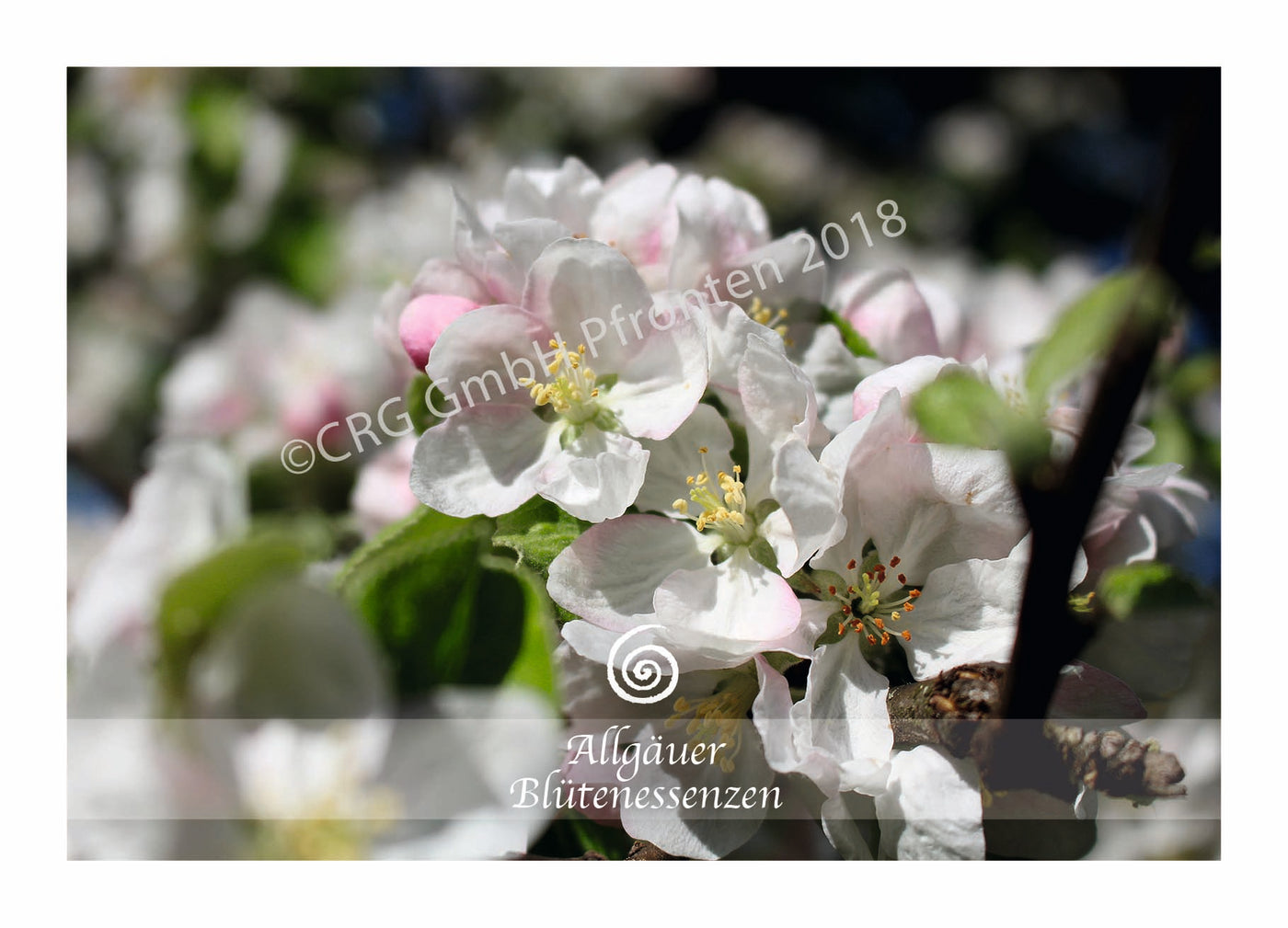 Apfel 50ml | Allgäuer Blütenessenz @klosterlaedchen