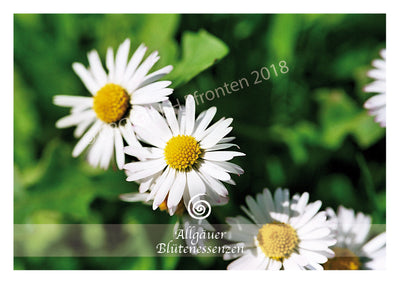 Gänseblümchen 50ml | Allgäuer Blütenessenz.  @klosterlaedchen.com