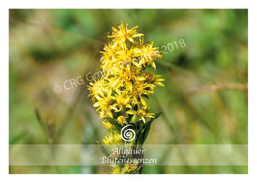 Goldrute 50ml | Allgäuer Blütenessenz. @klosterlaedchen