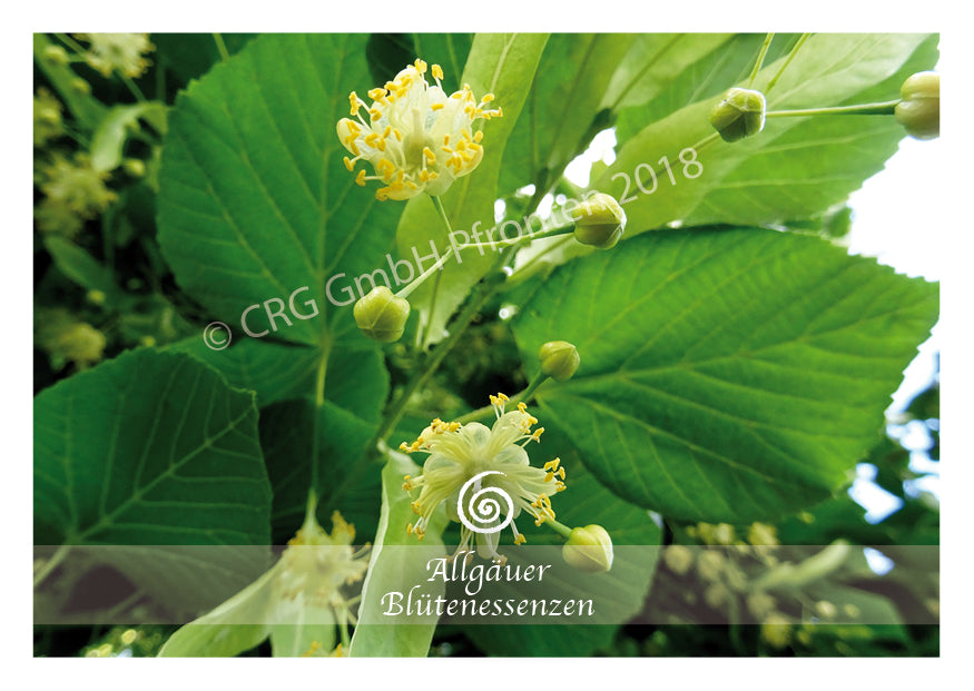 Linde 50ml | Allgäuer Blütenessenz @klosterlaedchen