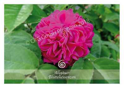 Rose 50ml | Allgäuer Blütenessenz @klosterlaedchen