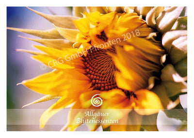 Sonnenblume 50ml | Allgäuer Blütenessenz @klosterlaedchen