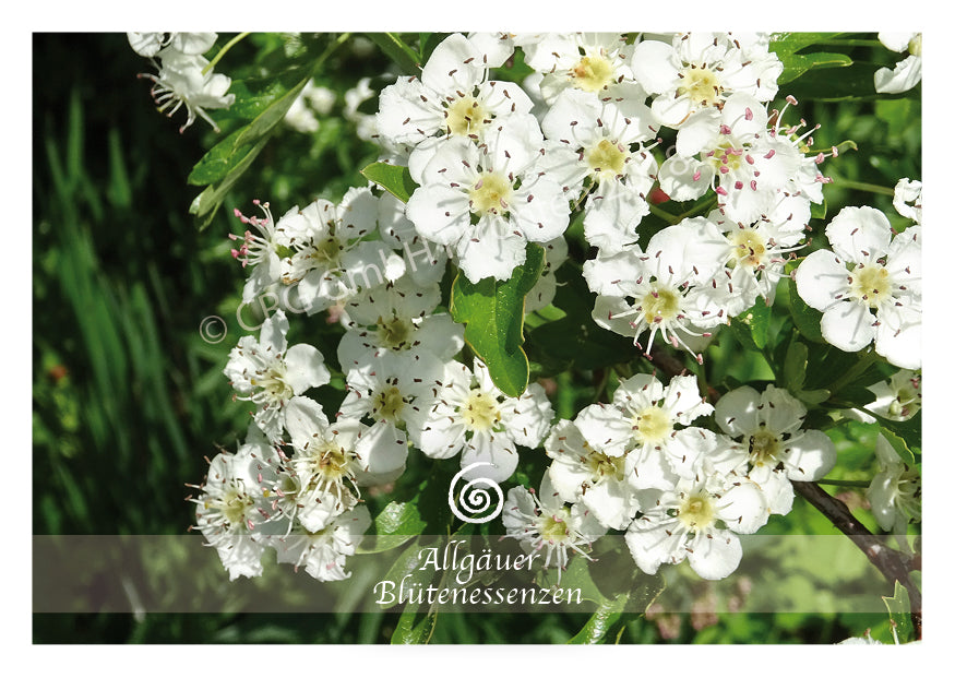 Weißdorn 50ml | Allgäuer Blütenessenz @klosterlaedchen
