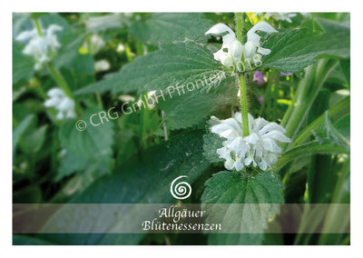Weiße Taubnessel 50ml | Allgäuer Blütenessenz @klosterlaedchen