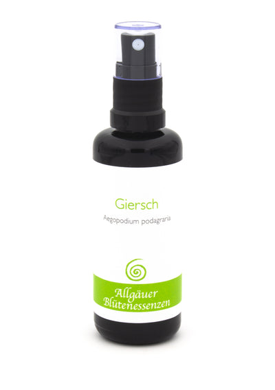 Giersch 50ml | Allgäuer Blütenessenz. @klosterlaedchen