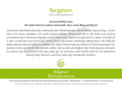 Blütenessenz Bergahorn - Zuversichtlich sein - Dianas Klosterlädchen