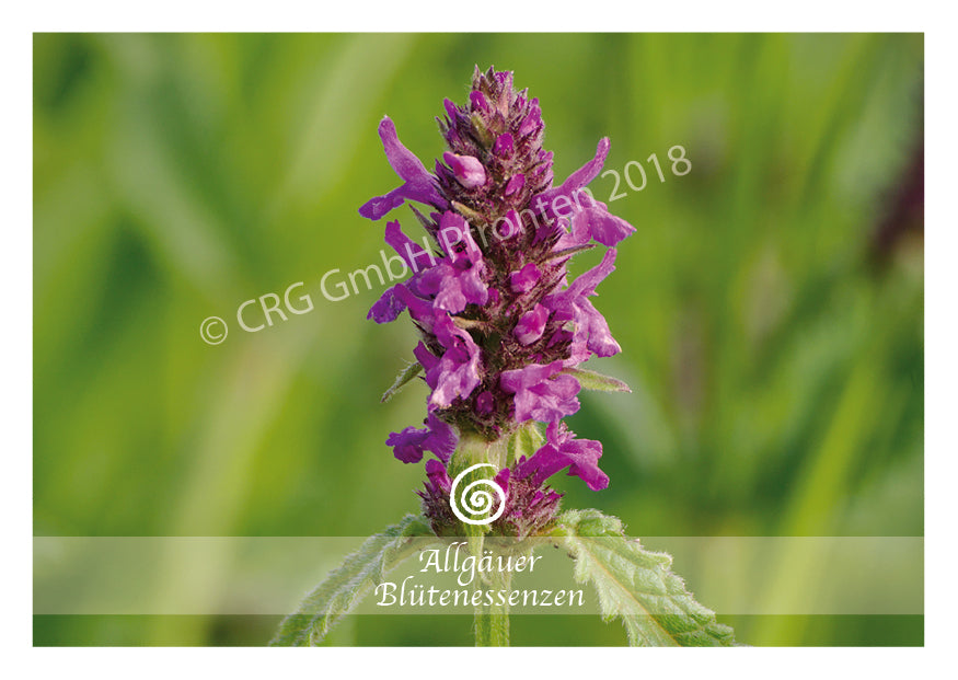 Blütenessenz Heilziest - Die eigene Kraftquelle aktivieren - Dianas Klosterlädchen