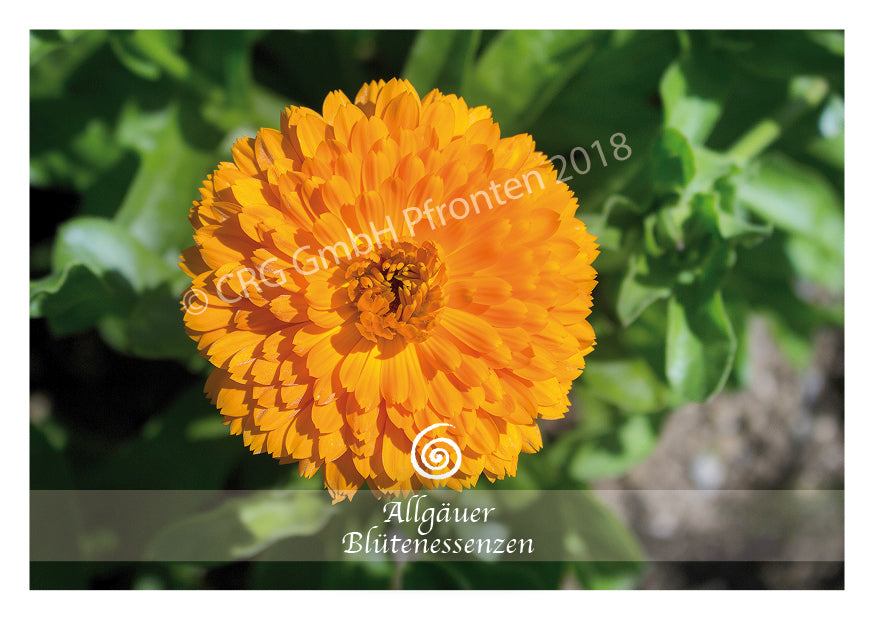 Blütenessenz Ringelblume - Das Leben bejahen - Dianas Klosterlädchen