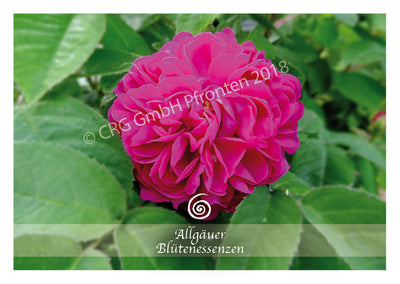Blütenessenz Rose - Herzensfrieden erfahren - Dianas Klosterlädchen