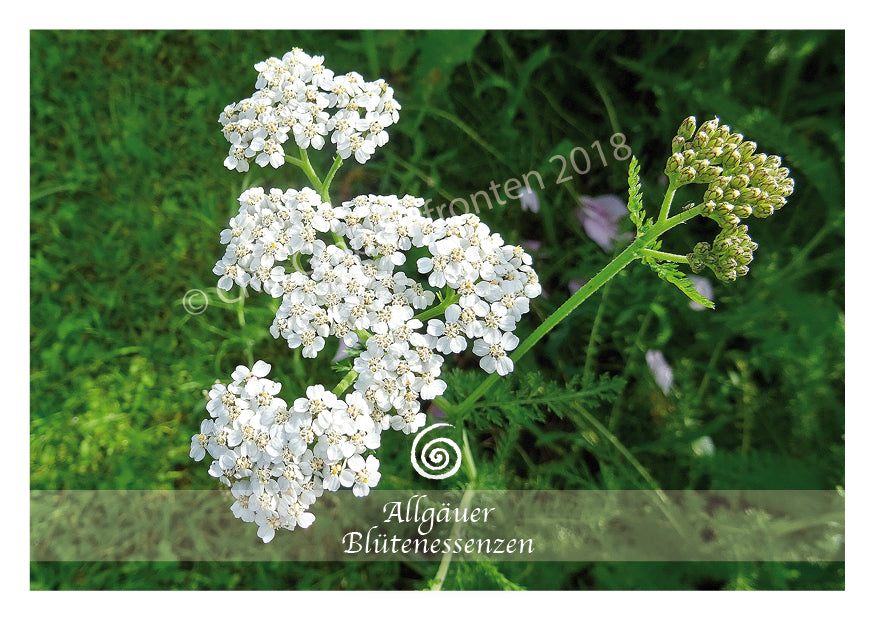 Blütenessenz Schafgarbe - Ausgleich spüren - Dianas Klosterlädchen