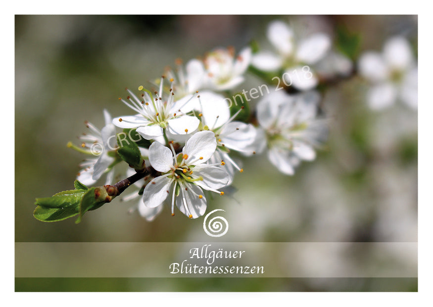 Blütenessenz Schlehe - Vollständigkeit erfahren - Dianas Klosterlädchen