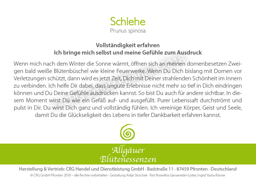 Blütenessenz Schlehe - Vollständigkeit erfahren - Dianas Klosterlädchen