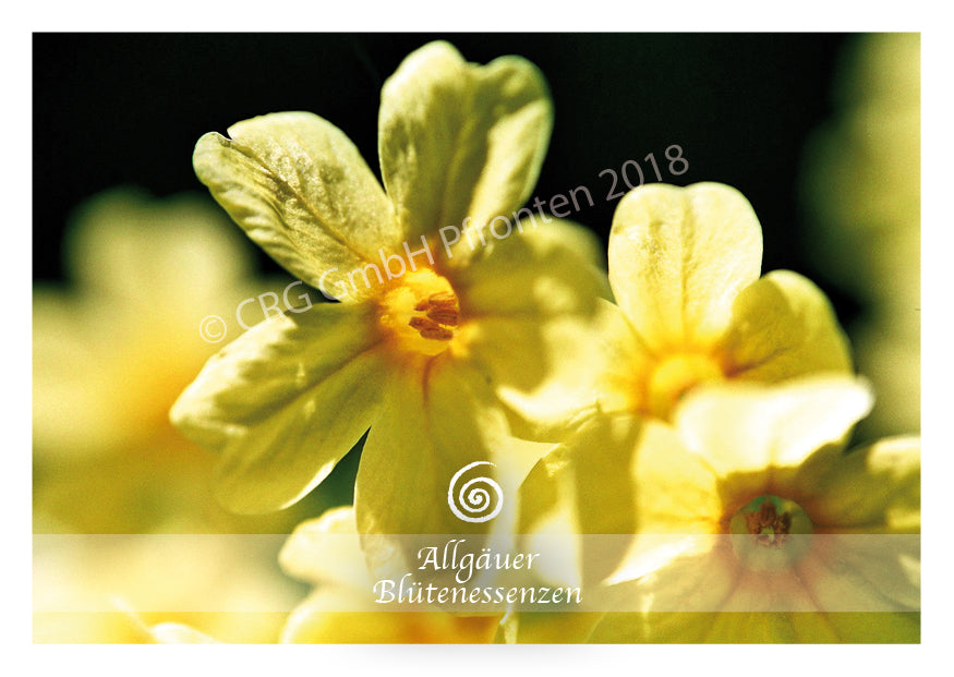 Blütenessenz Schlüsselblume - Leichtigkeit erfahren - Dianas Klosterlädchen