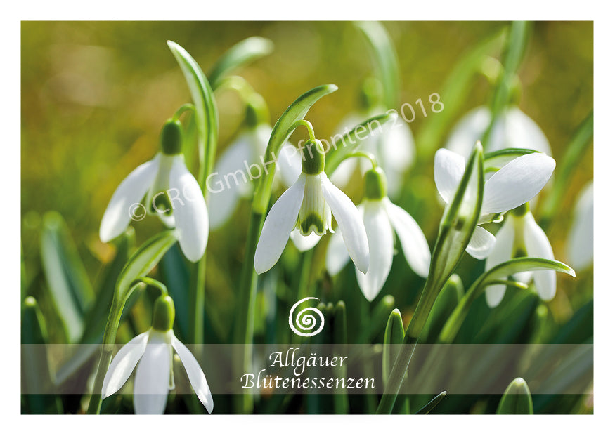 Blütenessenz Schneeglöckchen - Dem Herzensruf folgen - Dianas Klosterlädchen