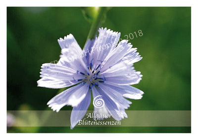 Blütenessenz Wegwarte - Weitblick bekommen - Dianas Klosterlädchen
