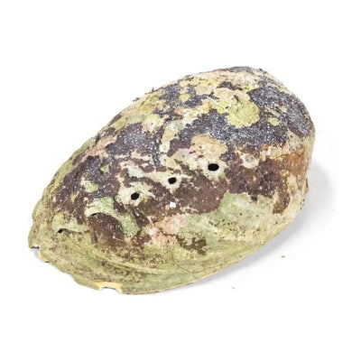 Regenbogen Abalone (Paua) Haliotis Iris  @klosterlaedchen.com