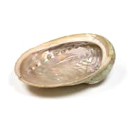 Abalone Muschel Größe M 12-16 cm - Dianas Klosterlädchen