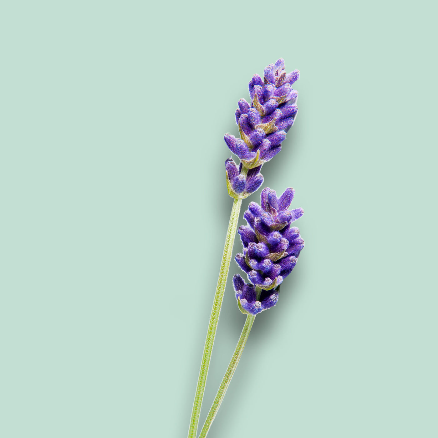 Lavendel-Seife »Eliott se frotté« - Dianas Klosterlädchen