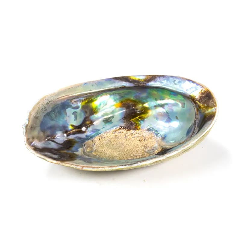 Muschel: Regenbogen Abalone (Paua) Haliotis Iris - Dianas Klosterlädchen
