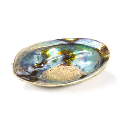 Muschel: Regenbogen Abalone (Paua) Haliotis Iris - Dianas Klosterlädchen