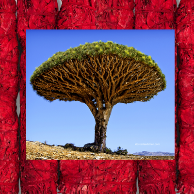 Weißer Salbei Dragon Blood Bündel groß ca. 23 cm | bio - Dianas Klosterlädchen