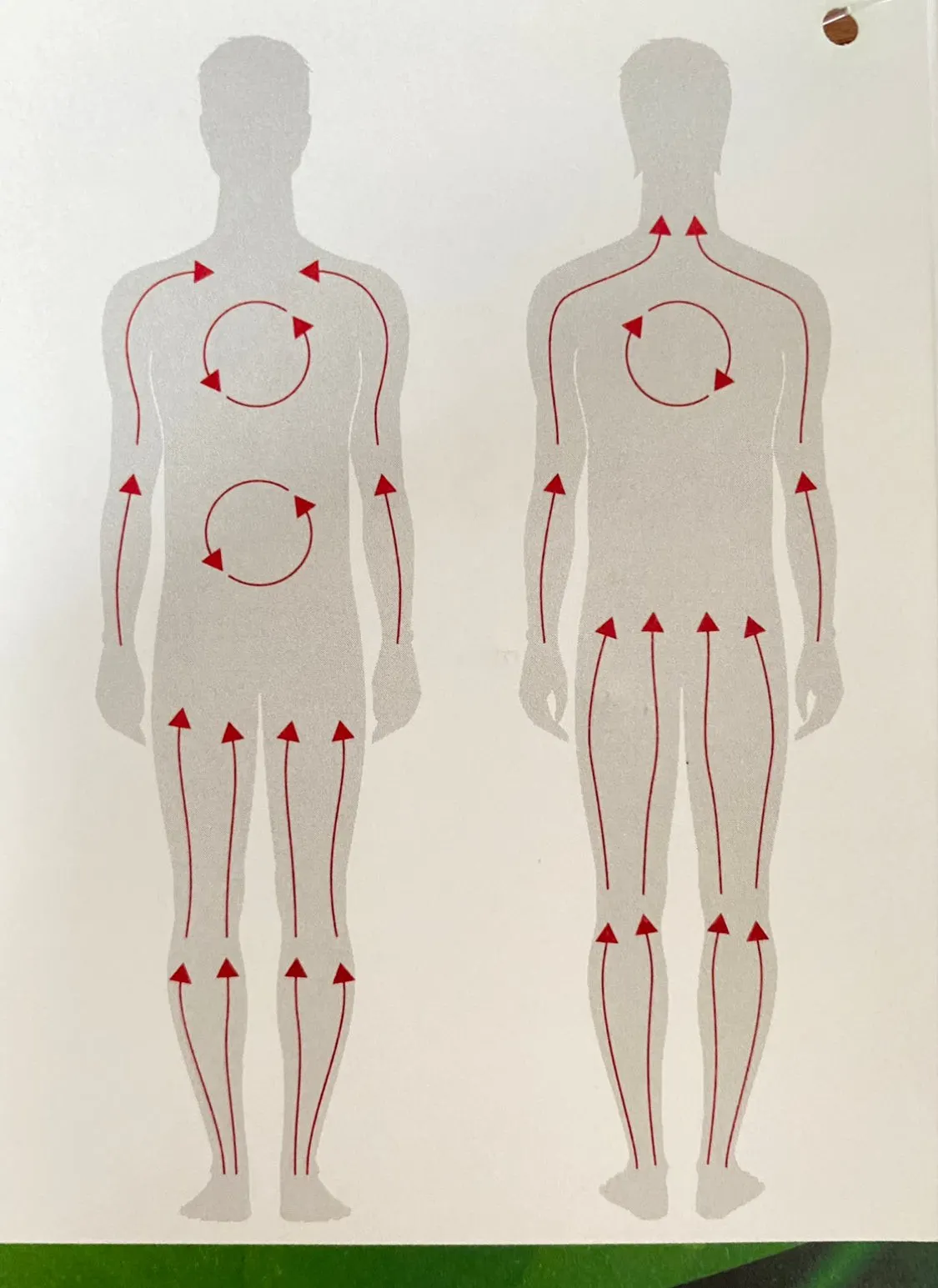 Wellfit Massagebürste - Trocken-Bürstenmassage - Dianas Klosterlädchen